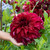 Dahlia Dinner Plate B Collection