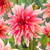 Dahlia Dinner Plate B Collection