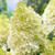 Hydrangea Paniculata Collection