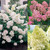 Hydrangea Paniculata Collection