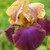Iris germanica Collection C (Bearded Iris)