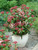 Viburnum tinus