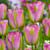Tulip 'Greenland'