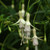 Fuchsia Hardy Bride of Thumb