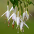Fuchsia Hardy Bride of Thumb