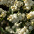 Symphoricarpos Magical Collection