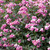 Symphoricarpos Magical Collection