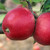 Apple Worcester Pearmain