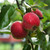 Apple Worcester Pearmain