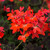 Geranium Chocolate