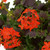 Geranium Chocolate