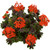 Geranium Chocolate