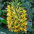 Hedychium gardnerianum
