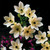Ornithogalum Arabicum
