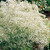 Gypsophila paniculata Alba 7cm