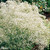 Gypsophila paniculata Alba 7cm