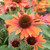 Echinacea Orange Pearl