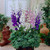 Delphinium Magic Fountains Mix