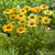 Echinacea purpurea 'Mellow Yellows'