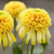 Echinacea p. Lemon Drop