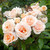 Rose 'Sweet Honey' 2L