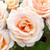 Rose 'Sweet Honey' 2L