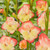Gladioli nanus Las Vegas