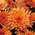 Chrysanthemum Hardy Marjolein Brown (Orange)