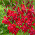 Gladioli Nanus Red Drizzle