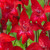 Gladioli Nanus Red Drizzle