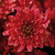 Chrysanthemum Hardy Erina Red (Red)