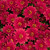Chrysanthemum Hardy Erina Red (Red)