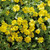 Bacopa Yellow Mecardonia' Garden Freckles'