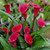 Zantedeschia Red Charm
