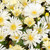 Delosperma Suntropics Cream