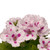 Geranium Elegance Royalty White
