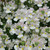 Nemesia Wisley Vanilla