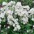 Nemesia Wisley Vanilla