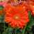 Gerbera Garvinea Sweet Glow