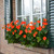 Gerbera Garvinea Sweet Glow