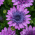 Osteospermum Double Pink