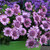 Osteospermum Double Pink