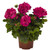 Geranium Big Eeze Fuchsia Blue