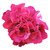 Geranium Big Eeze Fuchsia Blue