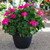 Geranium Big Eeze Fuchsia Blue