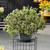Petunia Mystical Midnight Gold