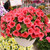Petunia Potunia Coral