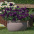 Verbena Showboat Midnight