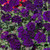 Verbena Showboat Midnight