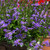 Scaevola Surdiva Blue